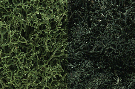 Lichen - 48oz  2.84L -- Dark Green Mix-1