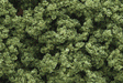 Clump Foliage(TM) - 3 Quarts  2.8L -- Light Green-1