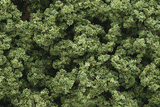 Clump Foliage(TM) - 3 Quarts  2.8L -- Light Green-1