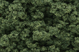 Clump Foliage(TM) - 3 Quarts  2.8L -- Medium Green-1