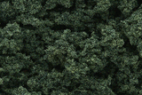 Clump Foliage(TM) - 3 Quarts  2.8L -- Dark Green-1