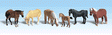 Animals - Scenic Accents(R) -- Farm Horses pkg(6)