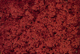 Clump Foliage(TM) - 3 Quarts  2.8L -- Autumn Mix-1