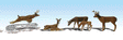 Scenic Accents(R) Animals -- White-Tail Deer pkg(6)