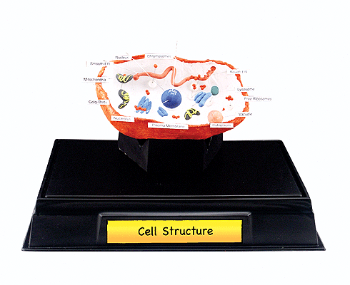Scene-A-Rama Classroom Packs(TM) -- Cell Structure-1