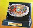 Project Pack -- Cell Structure Project