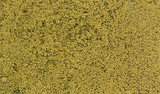 Foliage - 90.7 Square Inches  585 Square cm -- Early Fall Colors-1