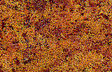 Foliage - 90.7 Square Inches  585 Square cm -- Late Fall Colors-1