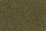 Coarse Turf -- Burnt Grass-1