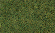Coarse Turf -- Medium Green-1