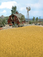 Harvest Corn Field -- Brown-1