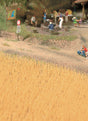 Harvest Wheat Field -- Brown-1