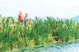 Cattails -- Kit pkg(60)