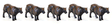 Beef Cattle pkg(16)