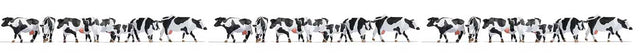 Cows -- Black and White pkg(21)